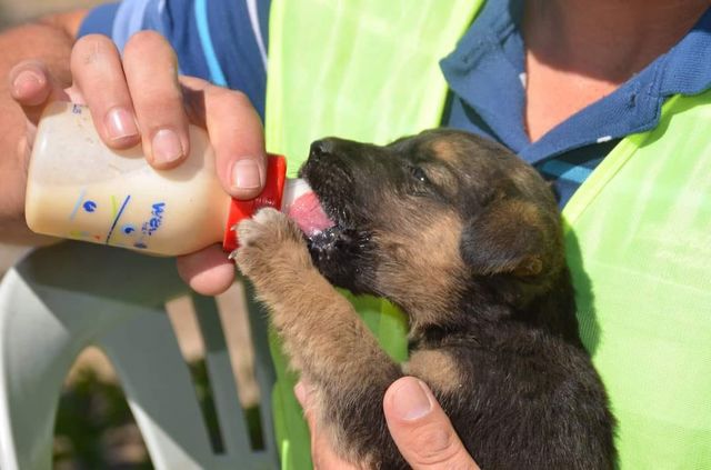 ​Bünyan'da can dostları için yeni dönem başladı.