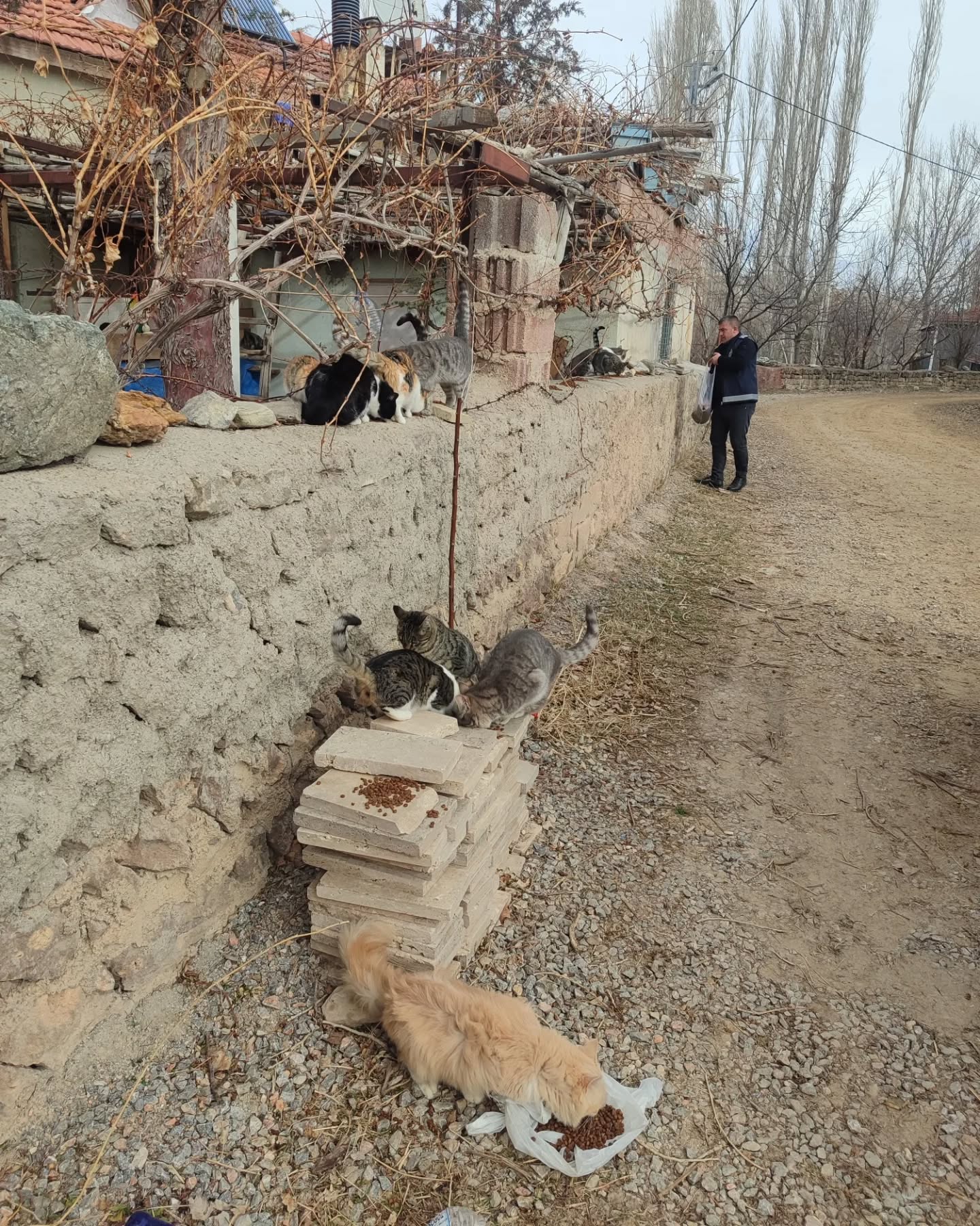 CAN DOSTLARIMIZ SOKAK HAYVANLARINA BAŞKAN METİN'DEN MAMA DAĞITIMI