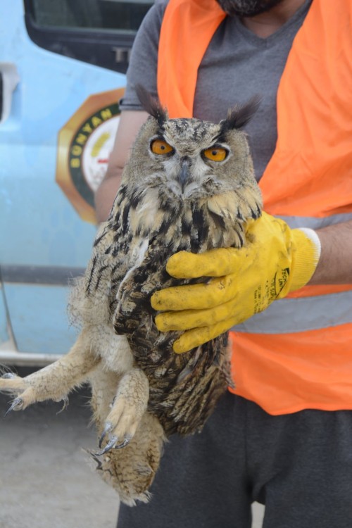 ​YARALI PUHU KUŞU TEDAVIYE ALINDI