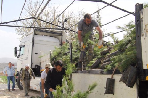 20 BİN FİDANI TOPRAKLA BULUŞACAK