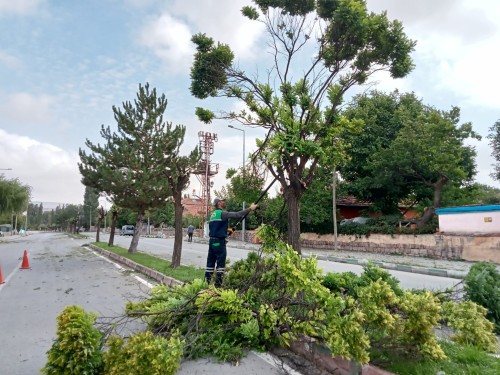 Sümer Mahallesi İnönü Caddesinde bulunan orta refüjdeki ağaçların budaması yapılıyor.