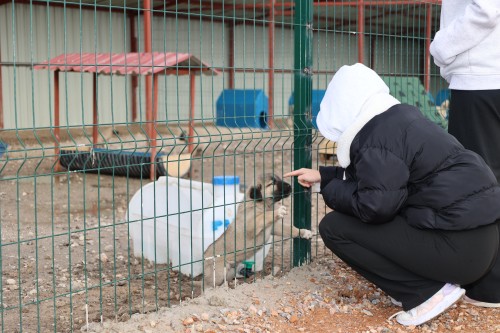 BÜNYAN ANADOLU LİSESİ ÖĞRENCİLERİ, SOKAK HAYVANLARI DOĞAL YAŞAM ALANIMIZI ZİYARET ETTİ