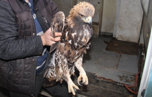 YARALI KARTAL'A İLK MÜDAHALE YAPILDI.