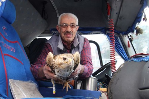 Yaralı Kartal Tedavi altına alındı